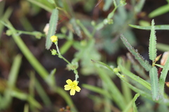 Linum mysurense